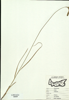 Carex cumulata-tn.jpg