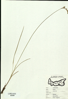 Carex cumulata-tn.jpg