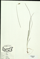 Carex deweyana-tn.jpg