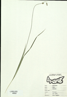 Carex deweyana-tn.jpg