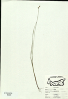 Carex echinata-tn.jpg
