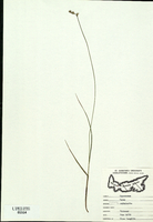 Carex echinata-tn.jpg