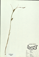 Carex houghtoniana-tn.jpg