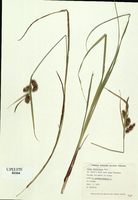 Carex hystricina-tn.jpg