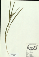 Carex intumescens-tn.jpg