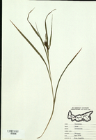 Carex intumescens-tn.jpg