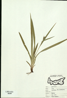 Carex laxiflora-tn.jpg