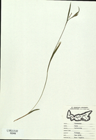 Carex leptonervia-tn.jpg