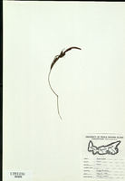 Carex nigra-tn.jpg