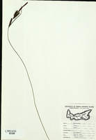 Carex nigra-tn.jpg