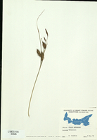 Carex paleacea-tn.jpg