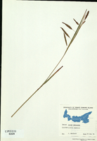 Carex paleacea-tn.jpg