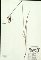 Carex paupercula-tn.jpg
