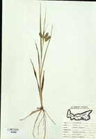 Carex pseudocyperus-tn.jpg