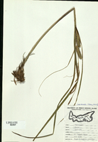 Carex rostrata-tn.jpg
