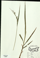 Carex scabrata-tn.jpg