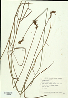 Carex scoparia-tn.jpg
