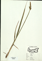 Carex stipata-tn.jpg