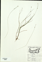 Carex trisperma-tn.jpg