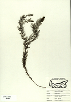 Ceratophyllum demersum-tn.jpg