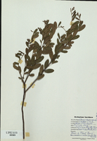 Chamaedaphne calyculata-tn.jpg