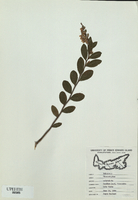 Chamaedaphne calyculata-tn.jpg