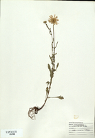 Chrysanthemum leucanthemum-tn.jpg