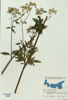Cicuta maculata-tn.jpg