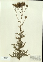 Cirsium arvense-tn.jpg