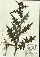 Cirsium vulgare-tn.jpg