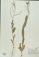 Conringia orientalis-tn.jpg