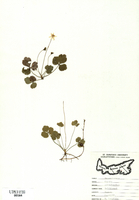 Coptis groenlandica-tn.jpg