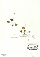 Coptis trifolia-tn.jpg
