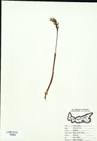 Corallorhiza trifida-tn.jpg