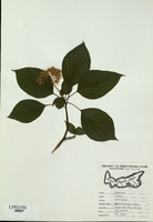 Cornus alterniflora-tn.jpg