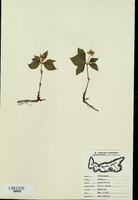 Cornus canadensis-tn.jpg