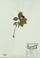 Cornus canadensis-tn.jpg