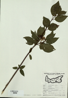 Cornus sericea-tn.jpg