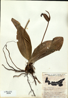 Cypripedium acaule-tn.jpg