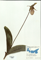 Cypripedium acaule-tn.jpg