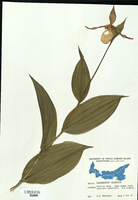 Cypripedium calceolus-tn.jpg