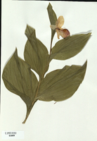 Cypripedium reginae-tn.jpg