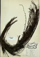 Cytisus scoparius-tn.jpg