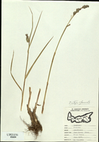 Dactylis glomerata-tn.jpg