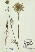 Daucus carota-tn.jpg