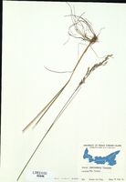 Deschampsia flexuosa-tn.jpg