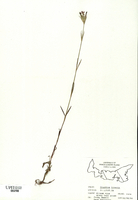 Dianthus armeria-tn.jpg