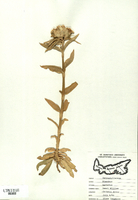 Dianthus barbatus-tn.jpg