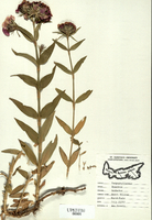 Dianthus barbatus-tn.jpg