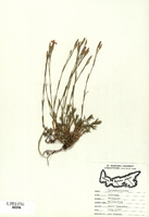 Dianthus deltoides-tn.jpg